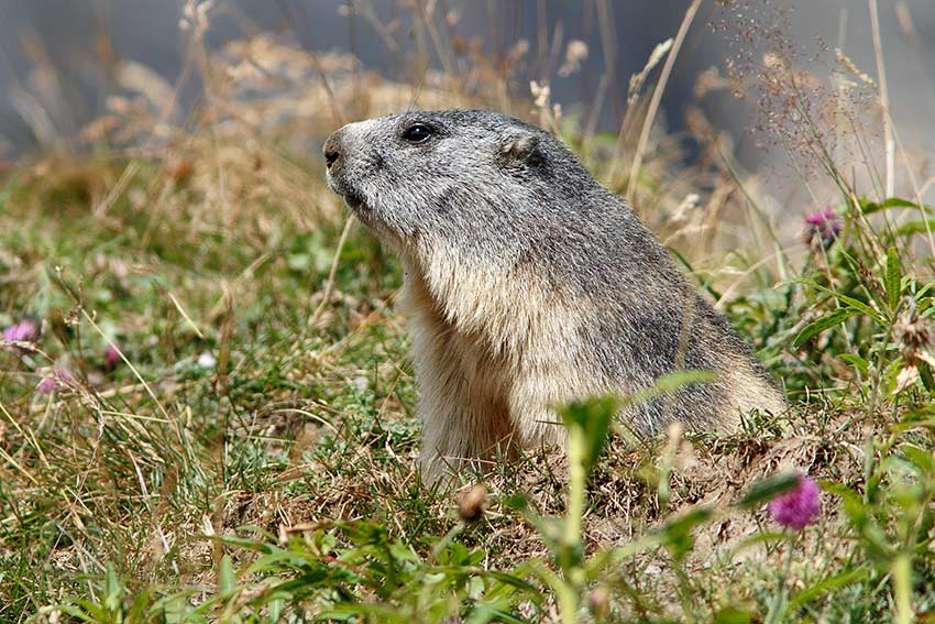 Ultime marmotte di stagione